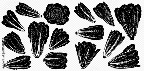 Set of fresh lettuce, romaine, and bok choy leaves in various arrangements, hand-drawn vector illustration.