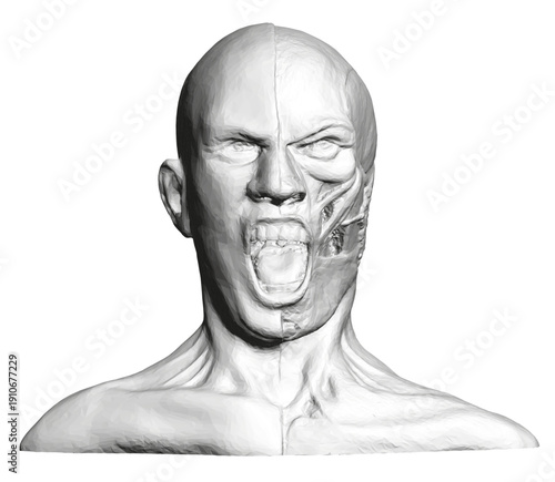 A detailed anatomical drawing of a man's head with open mouth reveals facial muscle structure against a clean white background.