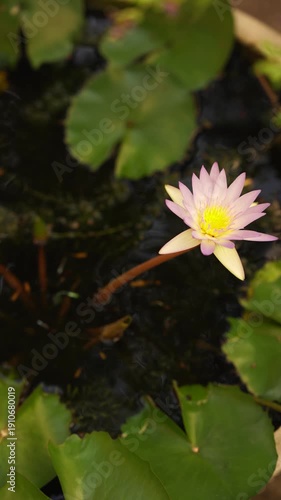 flower, lotus, water, nature, blossom, pink, pond, lily, plant, purple, bloom, waterlily, water lily, flora, aquatic, beauty, garden, leaf, beautiful, leaves, yellow, summer, color, blooming, flowers