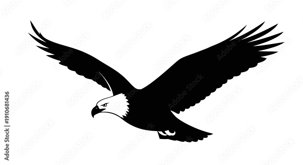Obraz premium Bald Eagle Flying with Spread Wings.