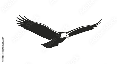Black and White Eagle in Flight.