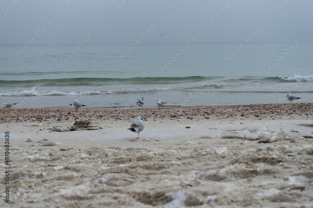 Obraz premium Lonely seagulls on a calm sandy beach with snow by the winter sea