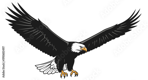 Bald Eagle Soaring with Spread Wings.