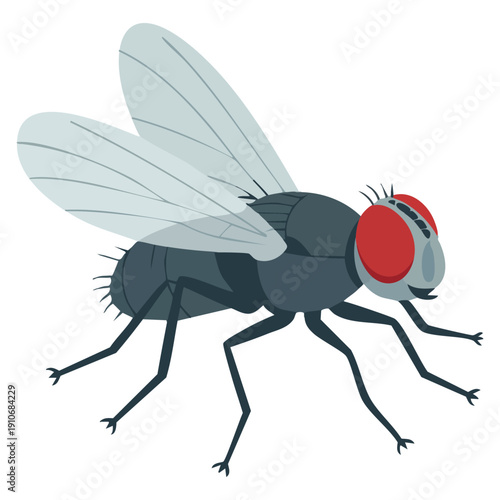 Vector illustration of fly insect ideal for nature biology pest control entomology animal study and scientific themed graphics