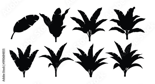 Silhouettes of tropical banana leaves against a white background