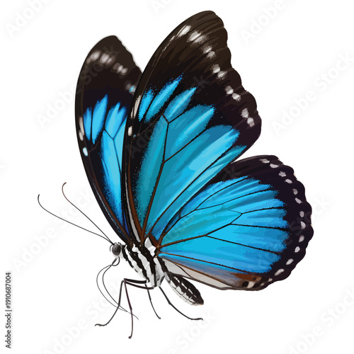 A vibrant blue morpho butterfly with striking black wing patterns
