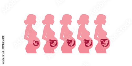 reproduction pregnancy phase
