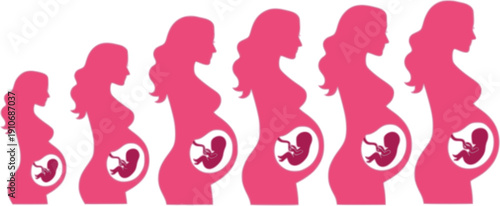 reproduction pregnancy phase
