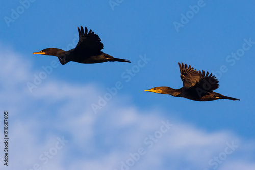 Two double-crested cormorants (Nannopterum auritum) in flight over Baum Lake, Shasta County, California.