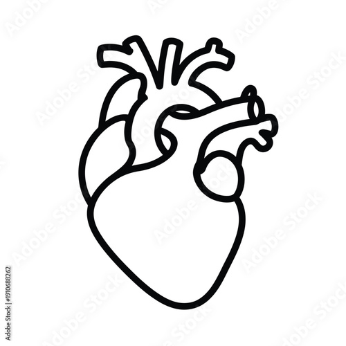 Simple line drawing of a human heart detailed anatomical representation