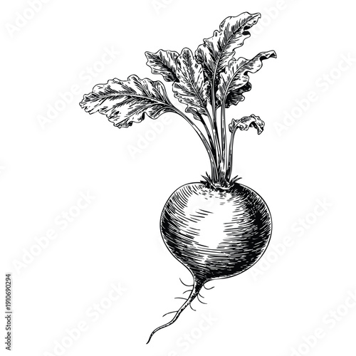 Vintage black and white vector illustration of turnip vegetable hand drawn sketch representing eco food organic farming and healthy ingredient artwork