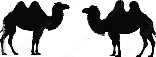 Black silhouette illustration of two Bactrian camels facing each other, detailed humps and fur texture, symmetrical composition, perfect for wildlife, desert, nature, and educational artwork.