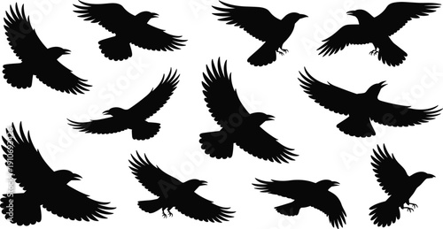 Silhouettes of flying birds in various wing positions, dynamic avian flight postures, black bird shapes isolated on white background