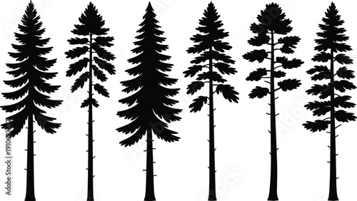 Silhouettes of diverse coniferous trees, isolated black pine and fir outlines, forest nature illustration set on white background