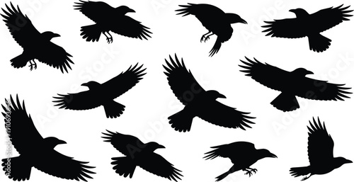 Silhouettes of flying crows and ravens, black bird shapes in flight positions, isolated vector illustration for design and art