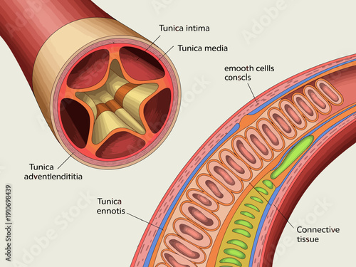 Detailed anatomical structure of an artery with labeled layers and components.