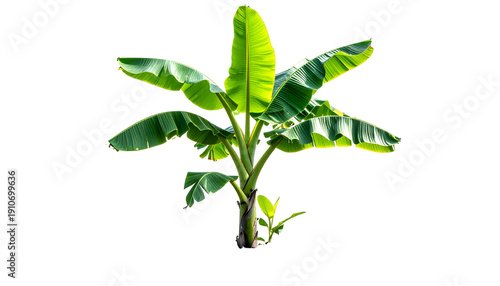 Wallpaper Mural Isolated tropical plant with large green leaves on a black background, vibrant and fresh Torontodigital.ca