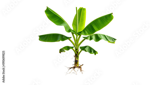 Wallpaper Mural A small banana plant with large green leaves and exposed roots against a black background Torontodigital.ca