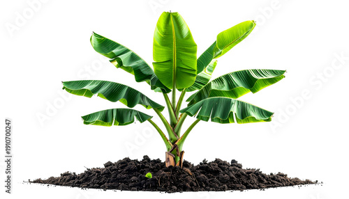 Wallpaper Mural Lush green banana plant sprouts from dark soil against a transparent background Torontodigital.ca