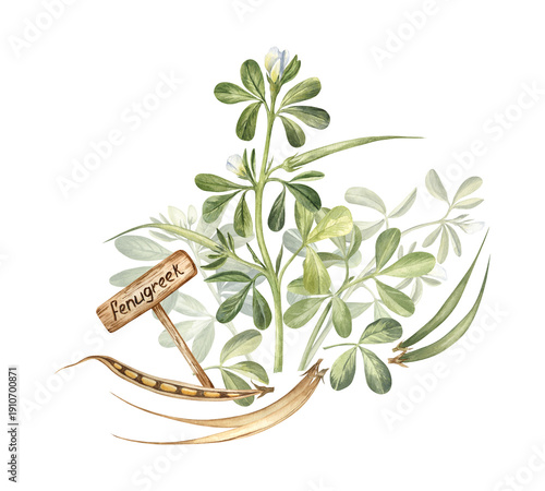 Watercolor illustration of fenugreek leaves, flowers, and beans. Elegant hand drawn botanical illustration with a garden sign, for scientific articles, perfumery projects, art prints, and more