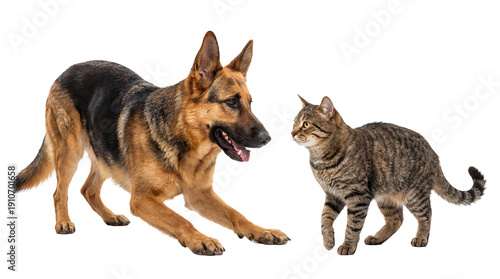 Fotografie a german shepherd and a tabby cat interacting playfully on a transparent background, showcasing a moment of feline curiosity and canine engagement