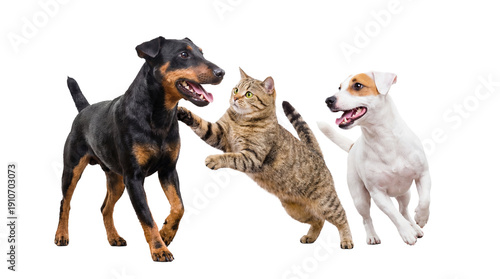 Konstfotografi dynamic interaction between a tabby cat and two dogs, a black and tan pinscher and a white jack russell terrier, on a white studio background