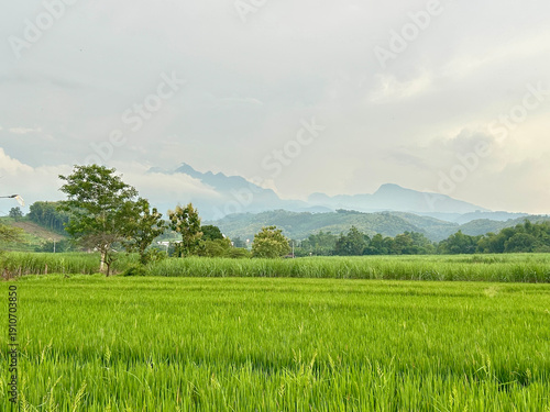 Scenic Rice Field Landscape with Majestic Mountain and Cloudy Sky