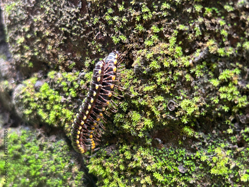 Exotic Millipede Crawling on Mossy Tree Bark in the Wild