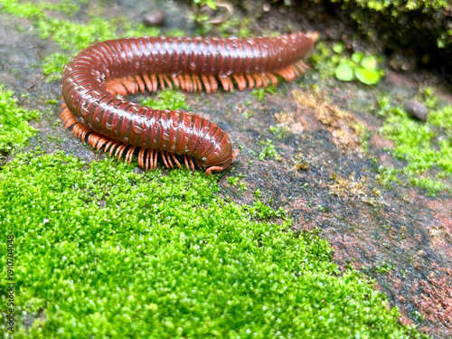 Brown Millipede Crawling on Green Moss in the Wild