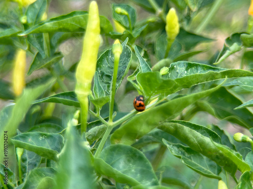 Fresh Small Green and Red Bird Eye Chili Peppers on Plant