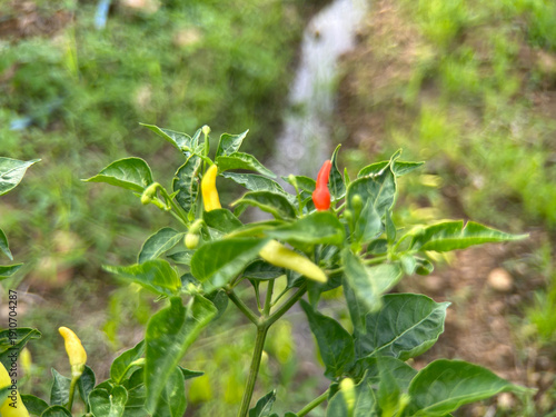 Ripe Yellow Bird's Eye Chili Growing on a Green Branch