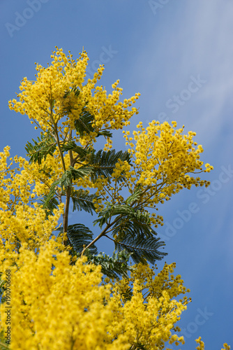Branche de mimosa en fleurs prenant de la hauteur dans le ciel bleu
