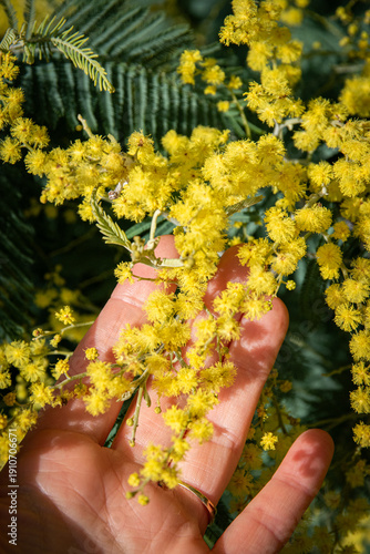 Main soutenant une grappe de fleurs de mimosa ensoleillée, format portrait