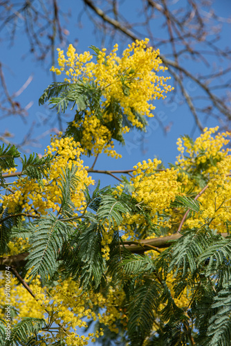 Branches de mimosa en fleurs sous un ciel bleu