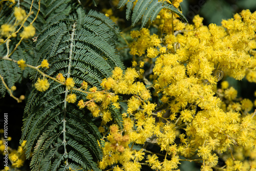 Belle et grande feuille de mimosa dans un arbre fleuri