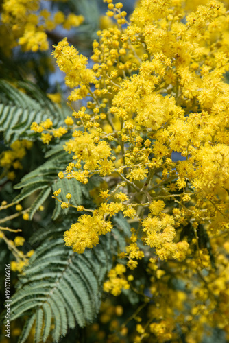 Gros plan sur un mimosa en fleurs