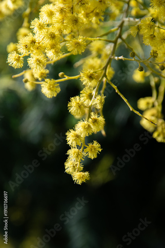 Gros plan sur une grappe de fleurs de mimosa retombant, format portrait