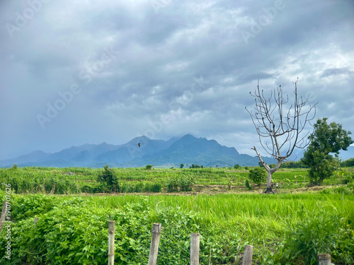 Beautiful Tropical Mountain Landscape with Green Rice Fields and Cloudy Sky