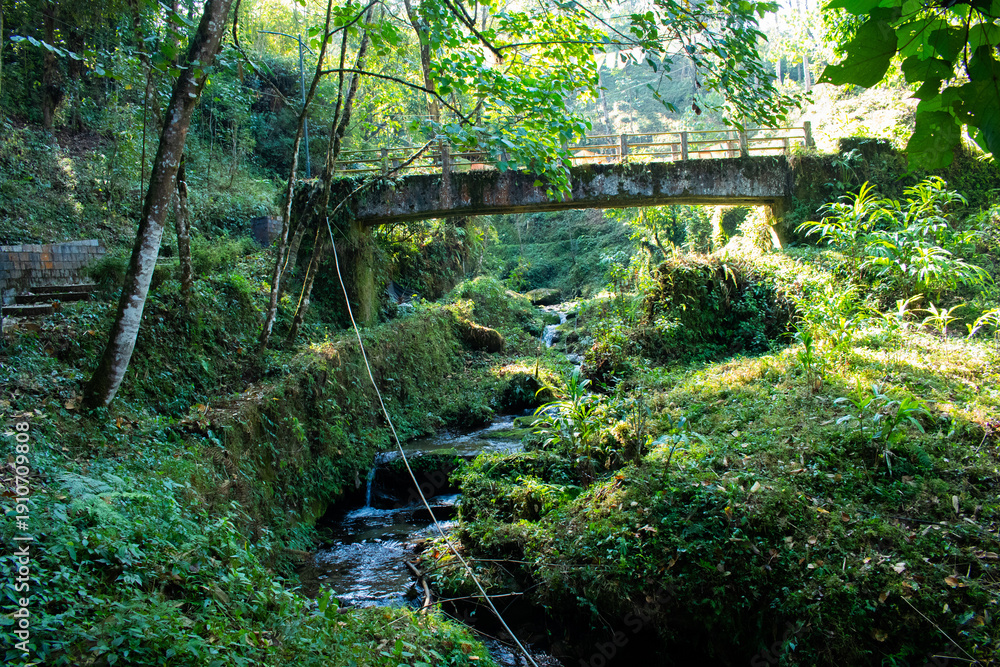 Obraz premium This image depicts a rustic bridge nestled within a lush, subtropical forest environment
