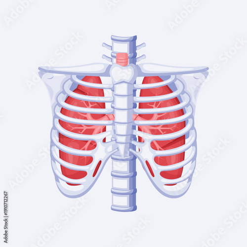 Detailed human rib cage anatomy illustration showing skeletal structure and thoracic bones for medical education and healthcare concepts.