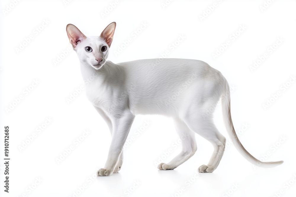 Obraz premium Elegant white Oriental Shorthear cat gracefully poses against a bright backdrop in a playful moment of curiosity