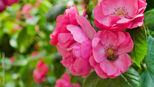 Close-up of blooming pink roses in a garden with a bee collecting nectar from the flower center. The vibrant petals contrast with fresh green foliage, capturing natural pollination activity in spring 