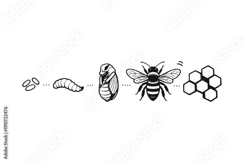 Illustrated bee life cycle from egg to honeycomb in black and white