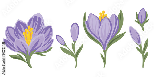Set of purple crocus flowers in vector illustration style. Spring floral elements for banners, greeting cards, invitations, promotional materials and seasonal design projects.