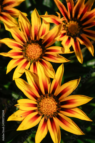 Close-up of Gazania flowers with yellow and red petals in a garden.
