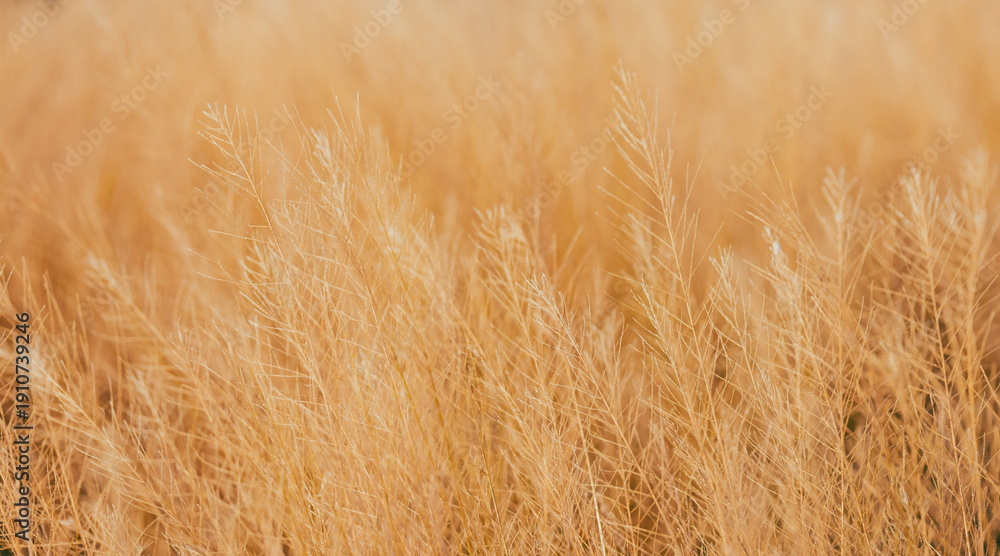 Fototapeta premium Golden Dried Grass Field in Soft Sunlight,A close-up, selective focus shot of dry golden grass stems in a field, glowing under warm natural sunlight with a beautiful soft bokeh background.