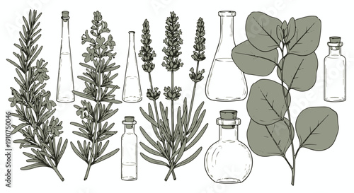 Hand Drawn Vector Illustration Set of Essential Oil Herbs and Bottles Isolated