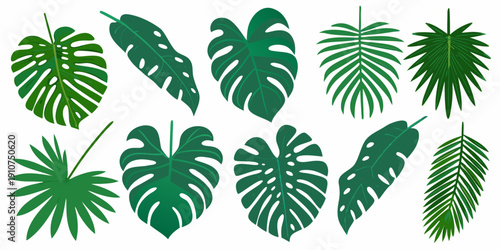 Variety of tropical monstera and palm leaves against a white background
