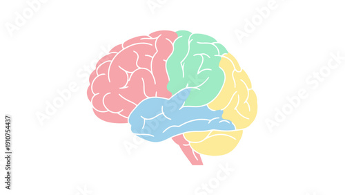 Colorful Illustration of Human Brain Anatomy.