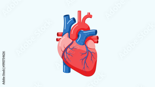 Human Heart Anatomy Illustration.